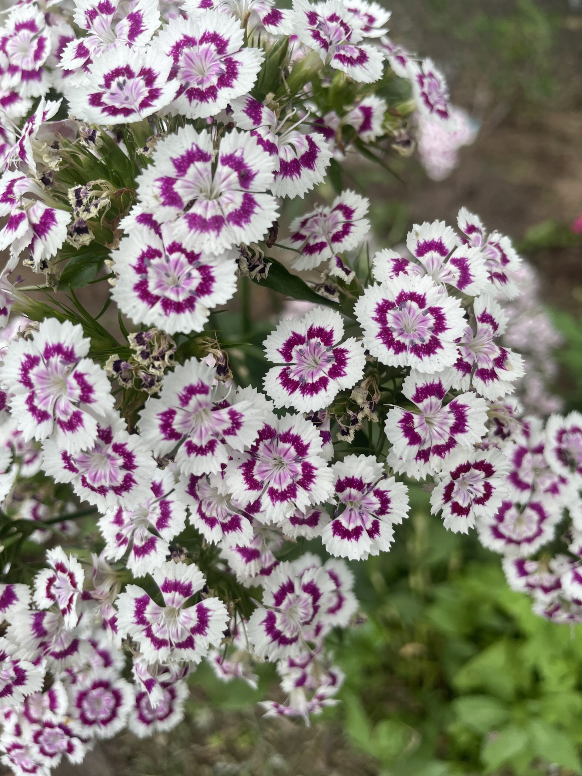 Flower Communion